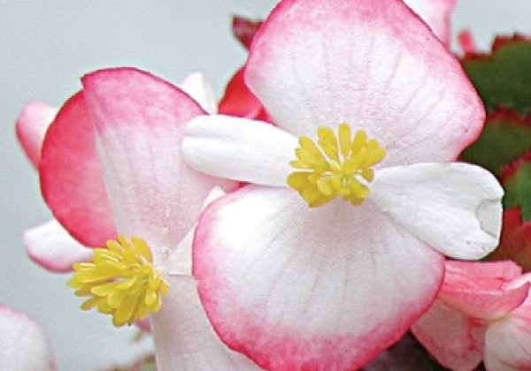 Begonia semperflorens  Variace Pink and White
