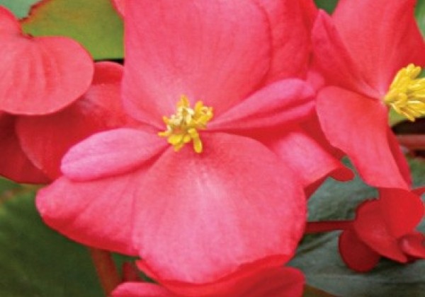 Begonia semperflorens  Variace Scarlet Red