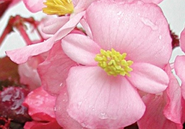 Begonia semperflorens  Akord Clear Pink