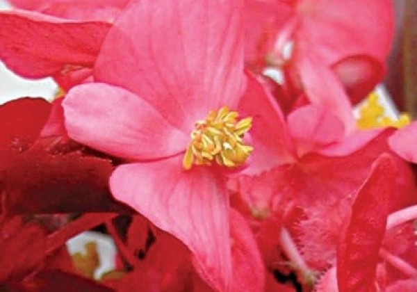 Begonia semperflorens  Akord  Deep Pink