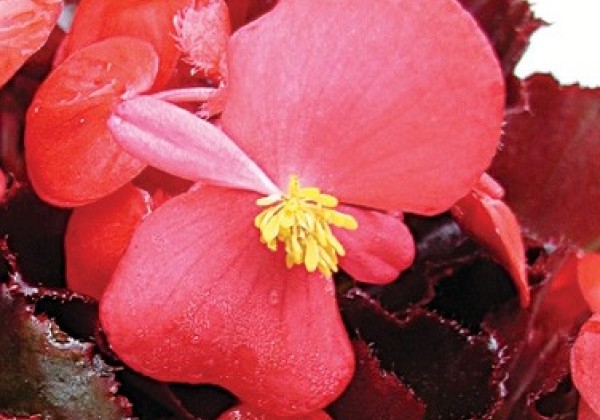 Begonia semperflorens  Akord Scarlet Red