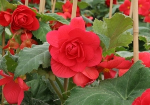 Begonia tuberhybrida Deep Rosa
