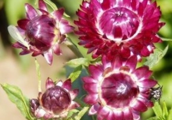 Helichrysum bracteatum Dark Rose