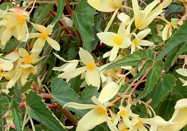 Begonia boliviensis Copacabana Yellow