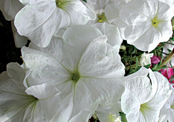 Petunia hybrida Avalanche White