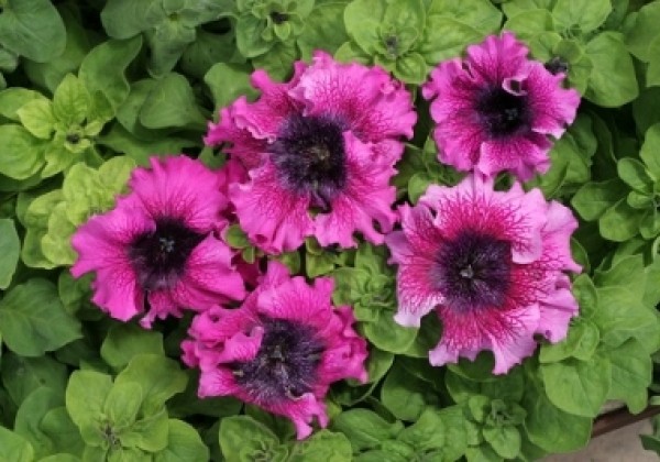 Petunia hybrida Dark Purple