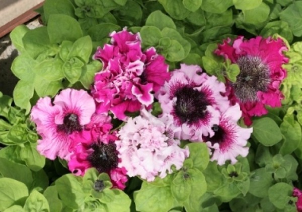 Petunia hybrida Černys Triump