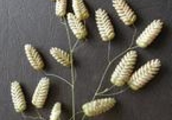 Briza maxima