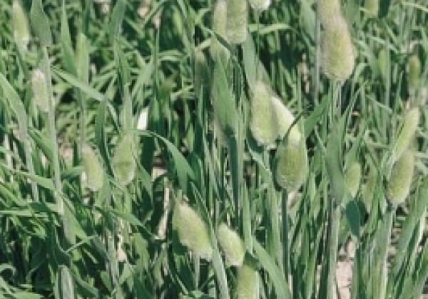 Lagurus ovatus
