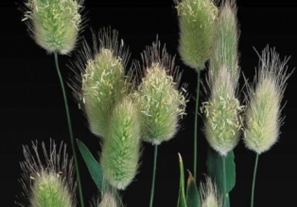 Lagurus ovatus