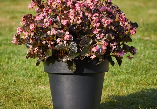 Begonia interspecific Sensation Pink with Bronze Leaf