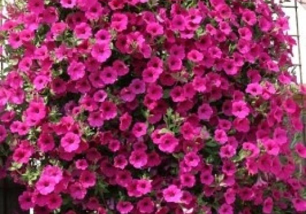 Petunia hybrida Velvet Purple
