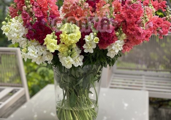 Antirrhinum majus Madame Butterfly Mix
