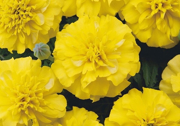Tagetes patula Bonanza Yellow