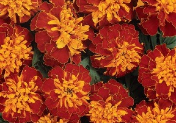 Tagetes patula Bonanza Harmony