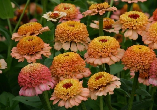 Zinnia elegans Zinderella Peach