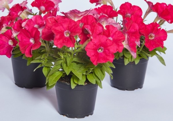 Petunia miniflora Petit Dark Rose