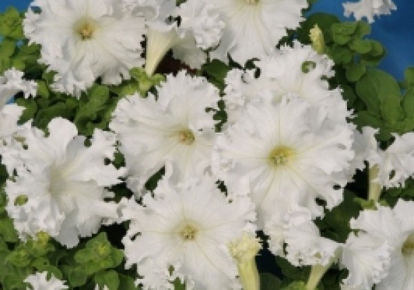 Petunia hybrida Aphrodite White