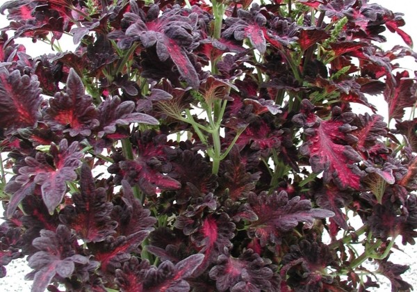 Coleus blumei Black Dragon