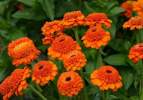 Zinnia elegans Zinderella Orange