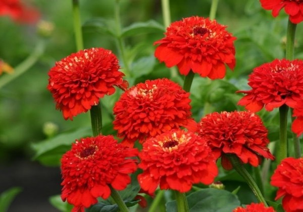 Zinnia elegans Zinderella Red