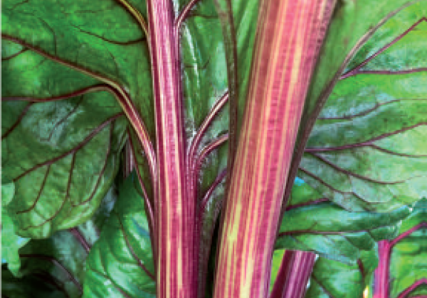 Beta vulgaris subsp cicla Magenta Sunset