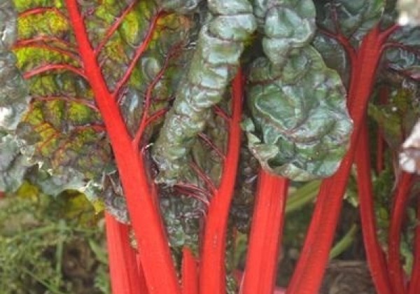 Beta vulgaris subsp cicla Rhubarb Chard Red