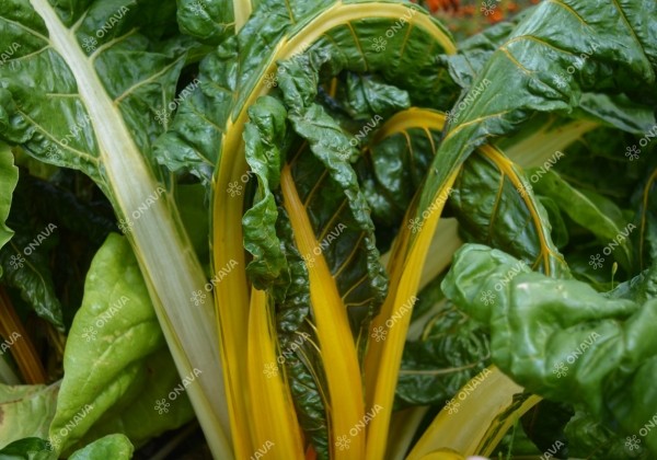 Beta vulgaris subsp cicla Yellow