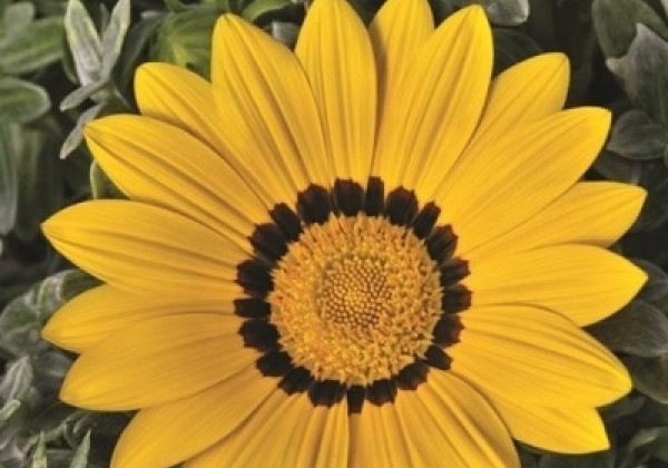 Gazania rigens Frosty Kiss yellow