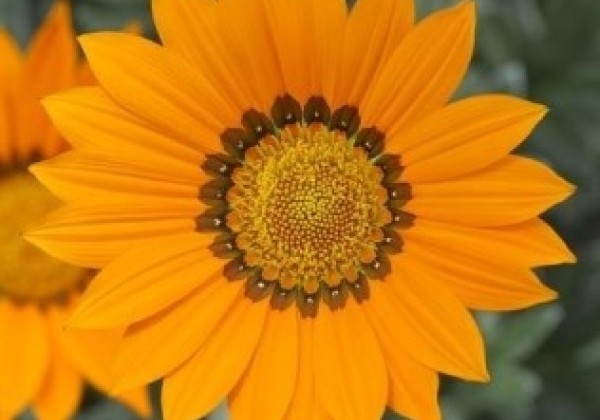 Gazania rigens Frosty Kiss Orange