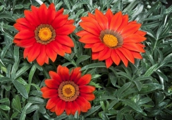 Gazania rigens Frosty Kiss Red