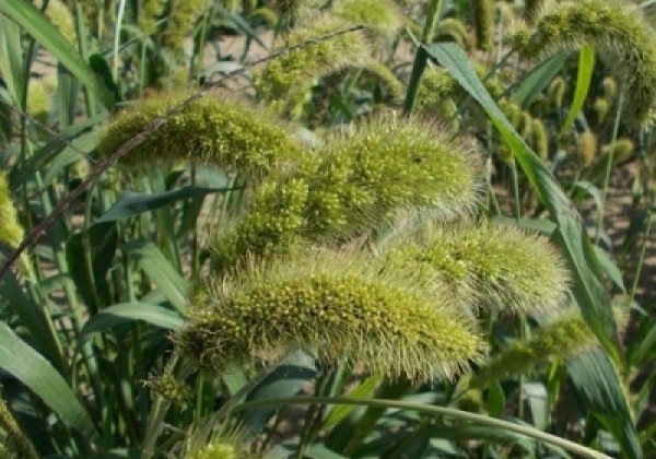 Setaria macrostachya