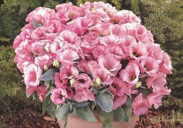 Eustoma grandiiflora (Lisanthus) Florida Pink