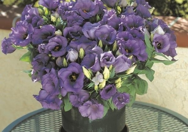 Eustoma grandiiflora (Lisanthus) Florida Blue