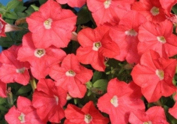 Petunia miniflora Petit Dark Salmon