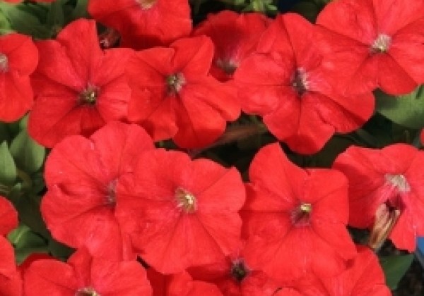 Petunia miniflora Petit Red
