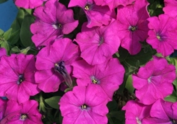 Petunia miniflora Petit Violet