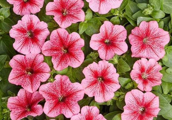 Petunia miniflora Petit Red Vein