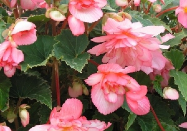 Begonia tuberhybrida Bicolor Pink & White