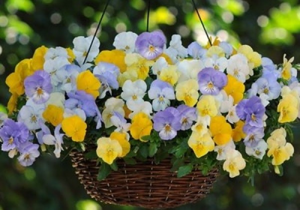 Viola wittrockiana Cool Wave Mixture F1