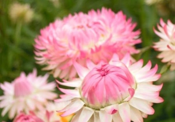 Helichrysum bracteatum Monstrosum Pink