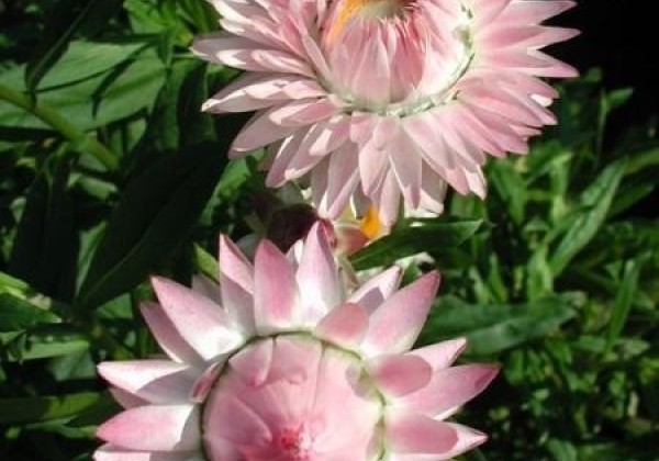 Helichrysum bracteatum Brown Light Rose