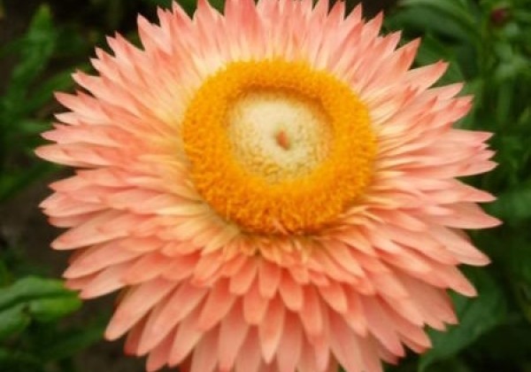 Helichrysum bracteatum Bronze Salmon