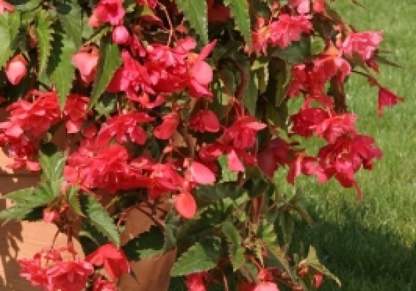 Begonia tuberhybrida Chanson Pink