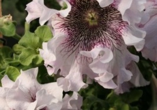 Petunia hybrida Alba