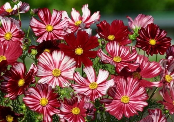 Cosmos bipinnatus Velouette