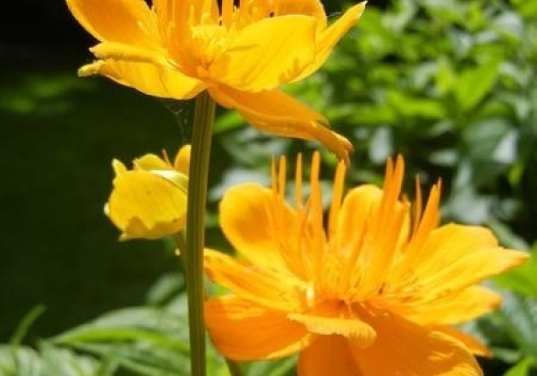 Trollius chinensis