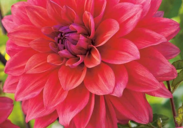 Dahlia hortensis American Dawn