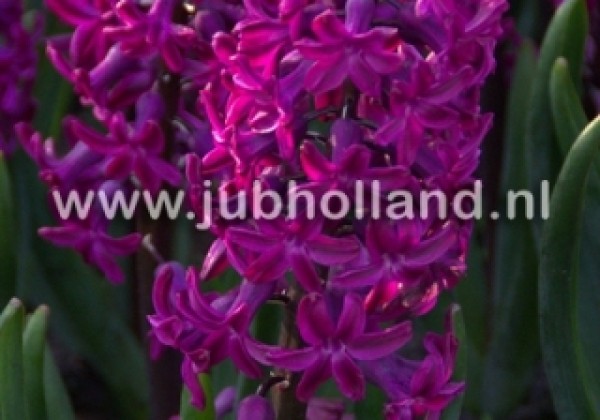 Hyacinthus orientalis Woodstock 15/16