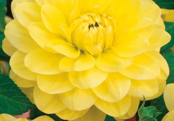 Dahlia hortensis Glory Of Heemstede